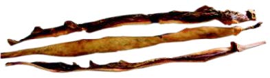Rinder-Kopfhautstange ca. 75 cm - Die-Fell-Nasen.com
