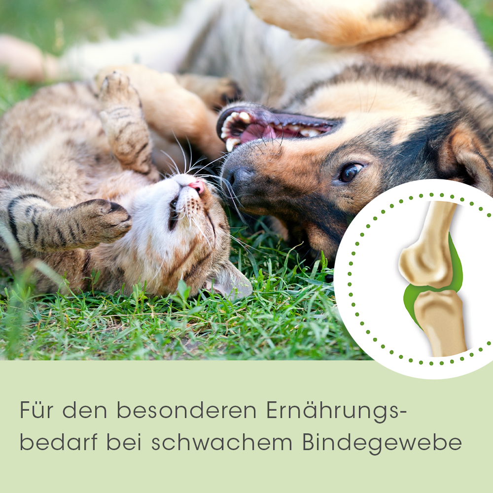 Premium ArthroGreen Collagen cdVet